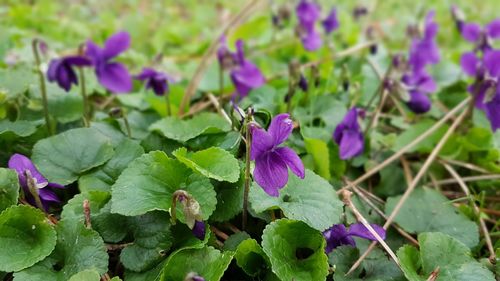 Close-up of purple flowers blooming outdoors