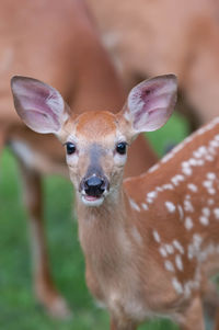 Whitetail deer fawn visiting my home in pennsylvania