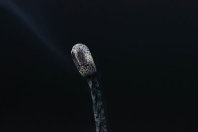 Close-up of burnt matchstick against black background