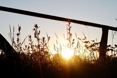 Silhouette plants on field against sky during sunset