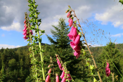 Close-up of pink flowering plants on field against sky