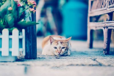 Portrait of cat sitting outdoors