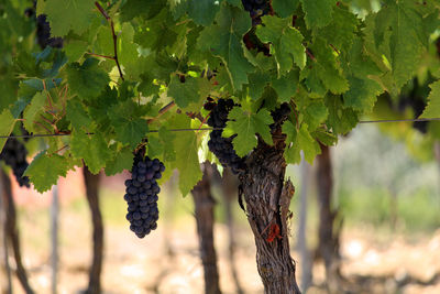 Close-up of grapes growing in vineyard