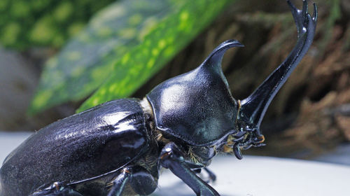 Close-up of insect on leaf