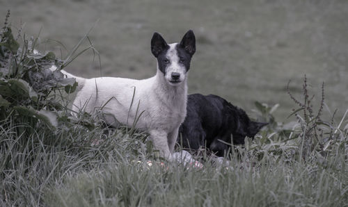 Portrait of dog on field