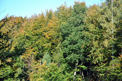 Trees in forest