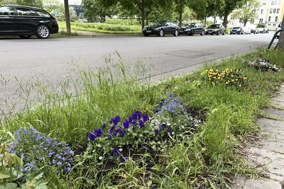 Purple flowering plants by road in city