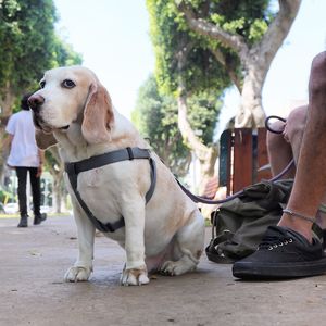 Mixed-breed dog sitting on footpath in park