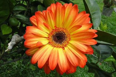 Close-up of orange flower blooming outdoors