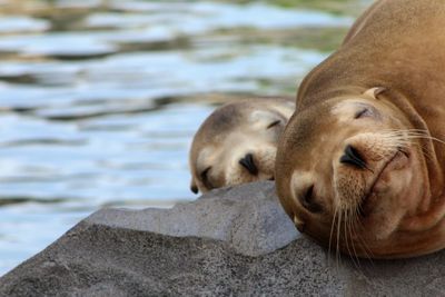 Seal family sleeping