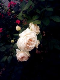 Close-up of white rose blooming outdoors