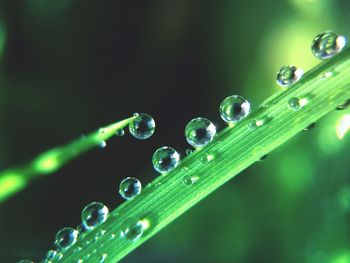 Close-up of water drops on grass