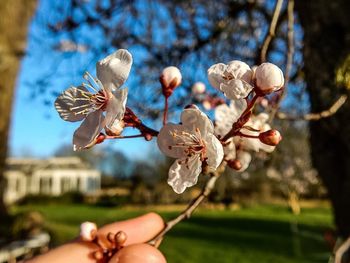 Cropped hand holding flower