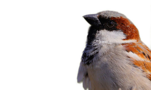 Close-up of a bird against white background