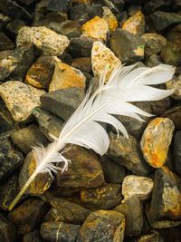 High angle view of feather on rocks