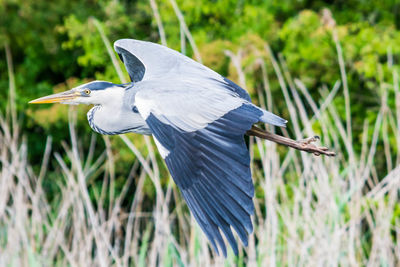 High angle view of gray heron on field