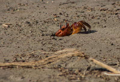 Close-up of crab on sand