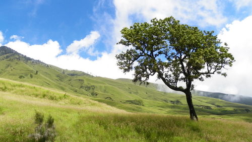 Scenic view of tree on field against sky