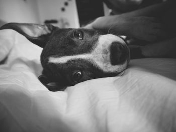 Close-up of dog lying on bed at home