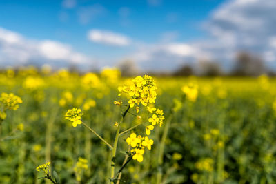 Ripened rapeseed on a field in western germany, in the background a blue sky with white clouds.