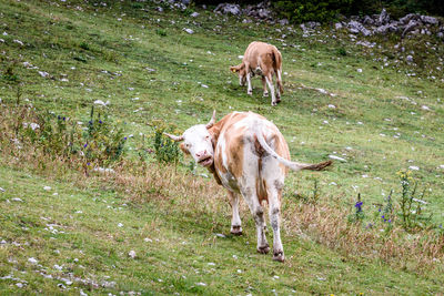 Rear view of cattle standing on field