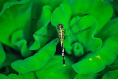 Close-up of insect on leaf