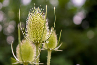 Close-up of plant