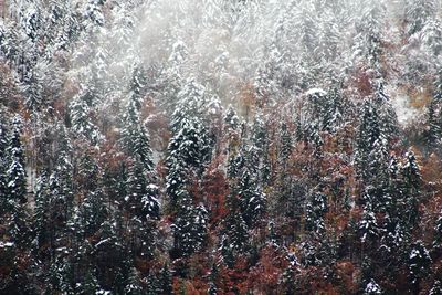 Full frame shot of frozen plants in forest