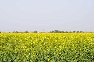 Scenic view of oilseed rape field against sky