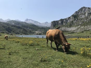 Cow grazing in a field