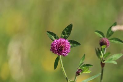 Close-up of pink  flower