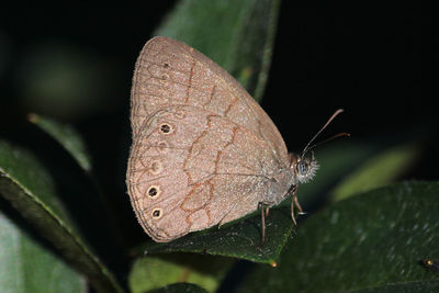 Close-up of butterfly on plant