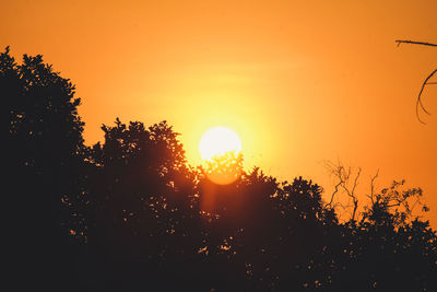 Silhouette trees against sky during sunset