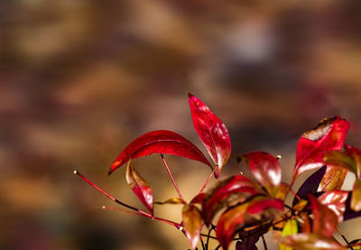 Close-up of red maple leaves