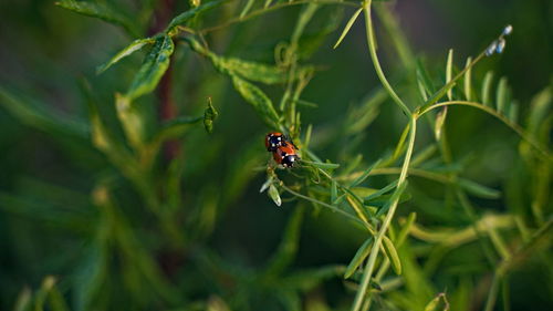 Close-up of insect on plant