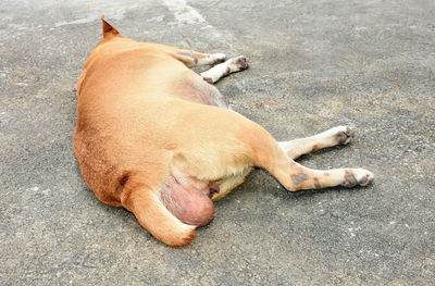 High angle view of dog sleeping on street