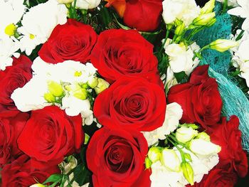 Close-up of multi colored roses