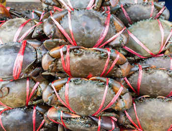 Fresh raw black crab or giant mud crab in fresh market for sale