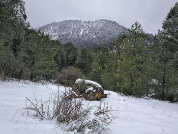 Trees on snow covered field against sky