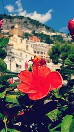 Close-up of red flower against sky