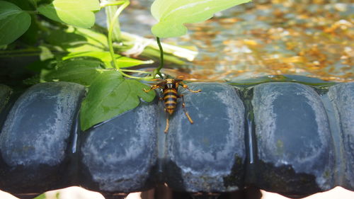 Close-up of bee on leaf