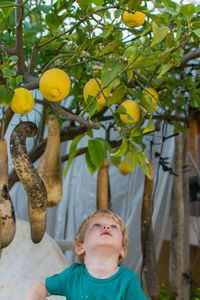 Cute boy looking at fruits growing on plant