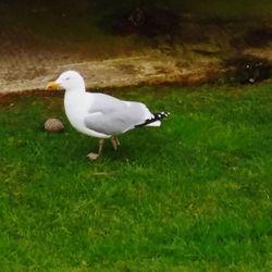 White duck on field