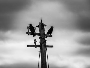 Low angle shot of crows on telegraph pole 