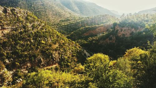 Scenic view of trees in forest