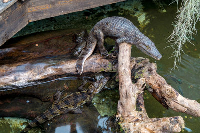 View of lizard on tree trunk