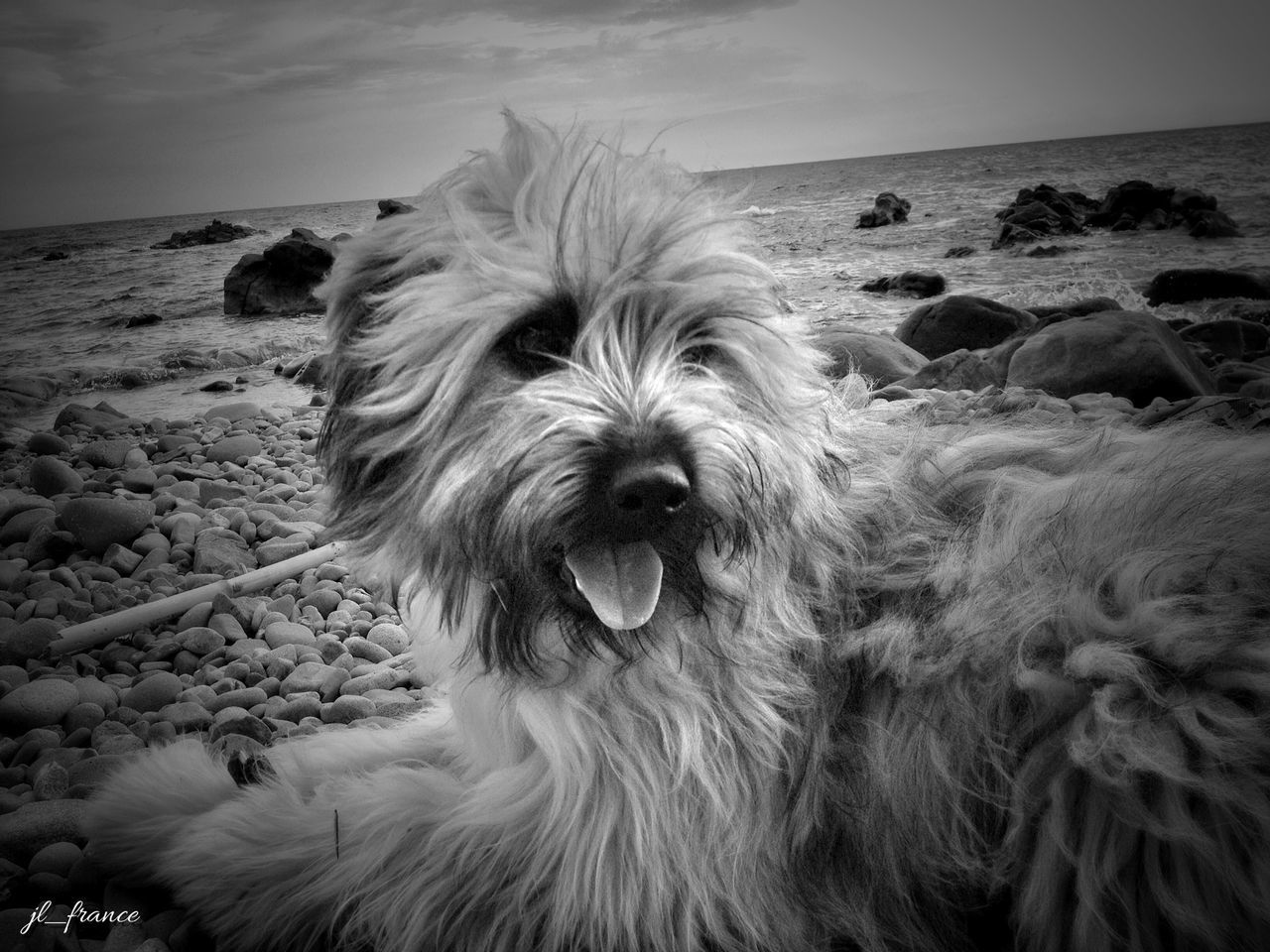 one animal, dog, animal themes, beach, mammal, sea, pets, domestic animals, water, shore, sand, horizon over water, nature, sky, no people, relaxation, day, tranquil scene, outdoors, animal hair