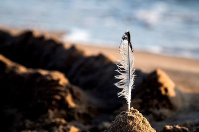 Close-up of feather on rock