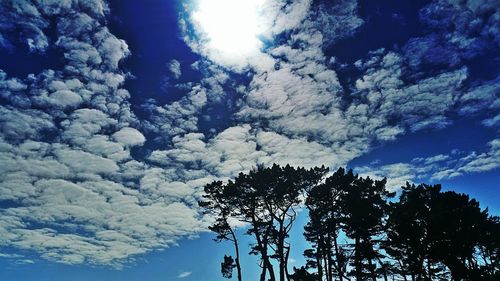 Low angle view of trees against blue sky