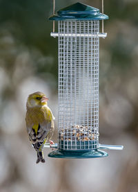 Close-up of bird perching on feeder